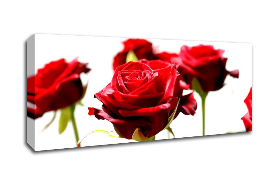 Picture of Long Stem Red Roses Panoramic Canvas Wall Art
