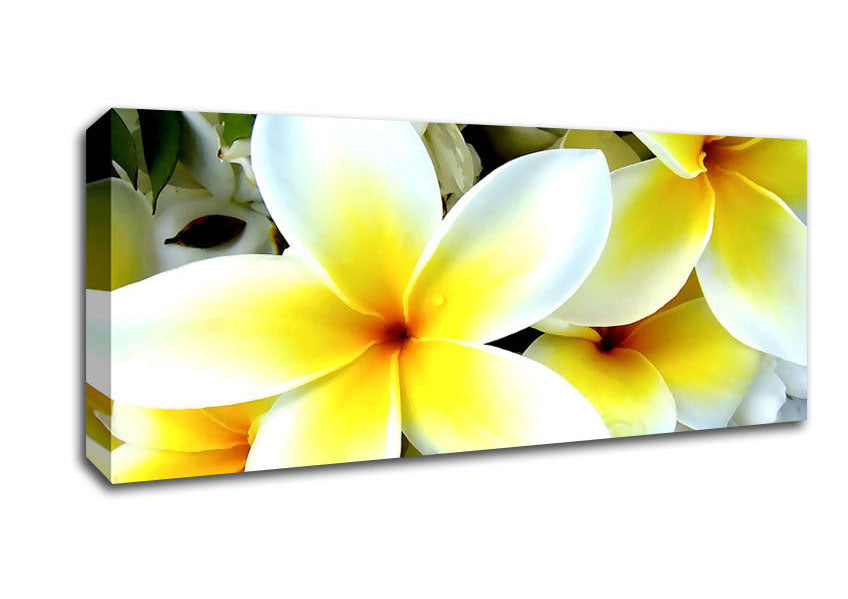 Picture of White Yellow Flowers Panoramic Canvas Wall Art