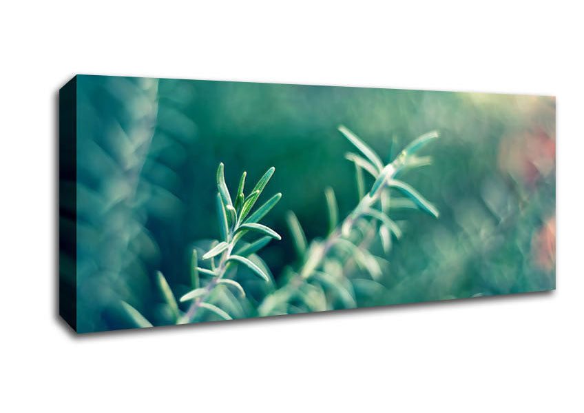 Picture of Rosemary Panoramic Canvas Wall Art