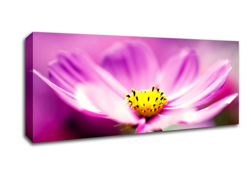 Picture of Purple Cosmos Flower Panoramic Canvas Wall Art