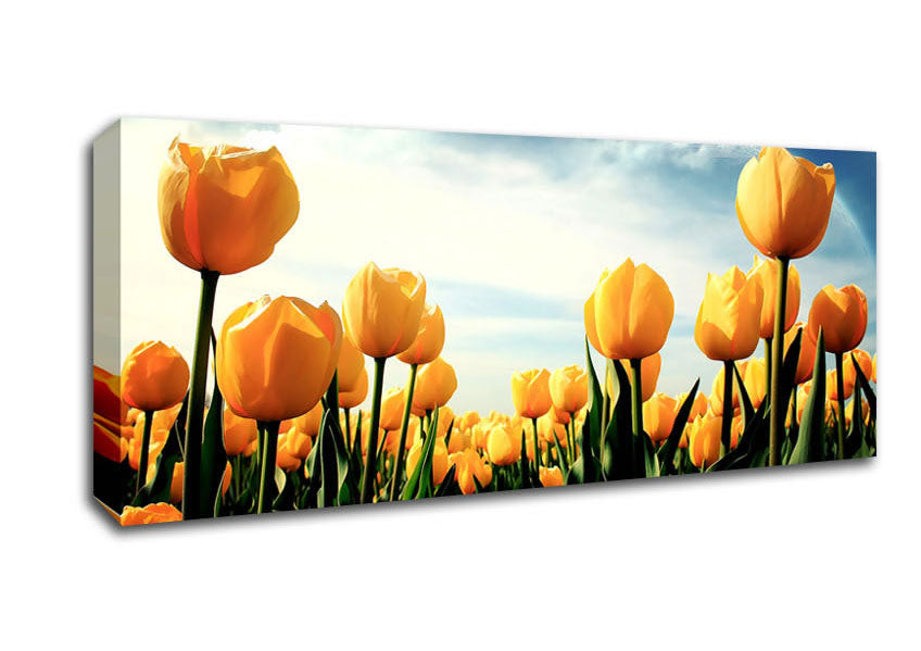 Picture of Yellow Tulips In The Cloudy Skies Panoramic Canvas Wall Art