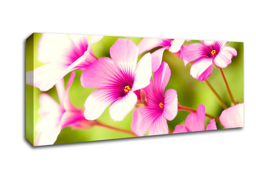 Picture of Purple Verbena Panoramic Canvas Wall Art