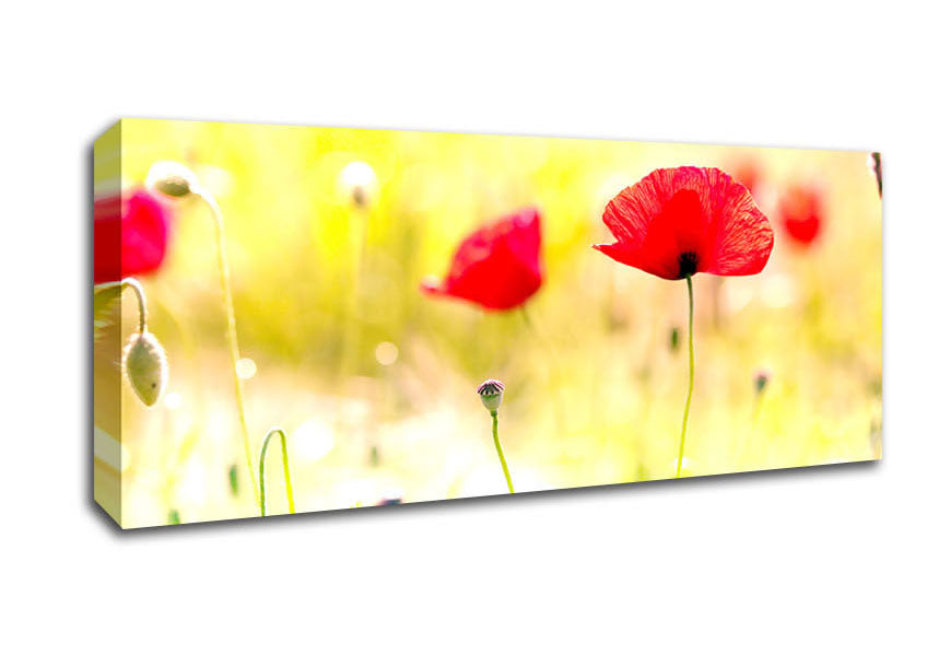 Picture of Poppy Sunlight Panoramic Canvas Wall Art