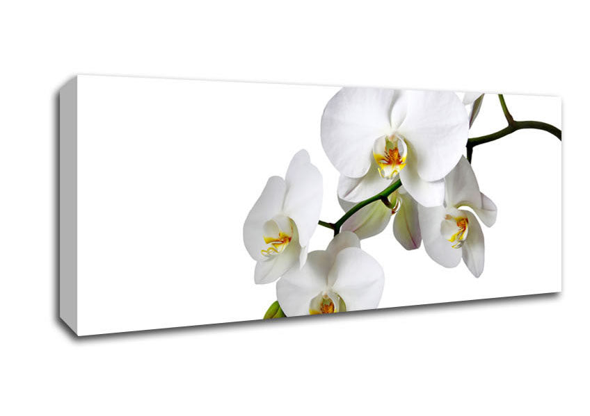 Picture of White Orchid Beauty Panoramic Canvas Wall Art