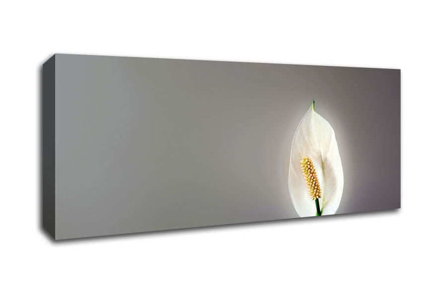 Picture of White Lily Heaven Panoramic Canvas Wall Art