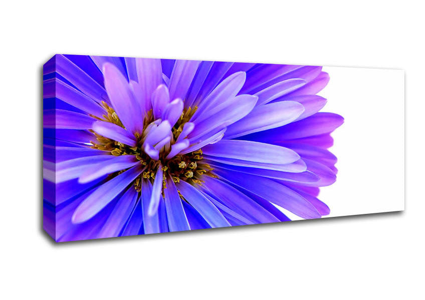 Picture of Soft Purple Petals Panoramic Canvas Wall Art