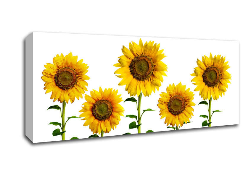 Picture of Sunflower Mayhem Panoramic Canvas Wall Art