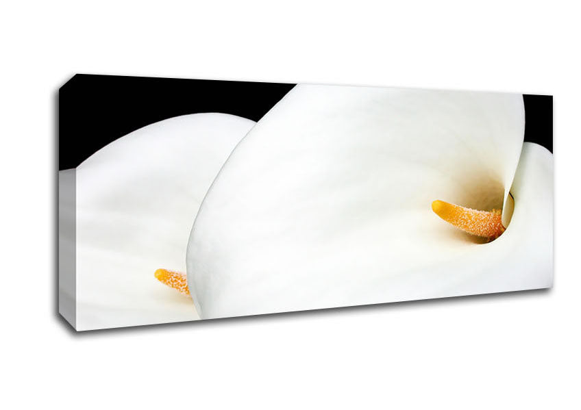 Picture of Duo White Calla Lily Panoramic Canvas Wall Art