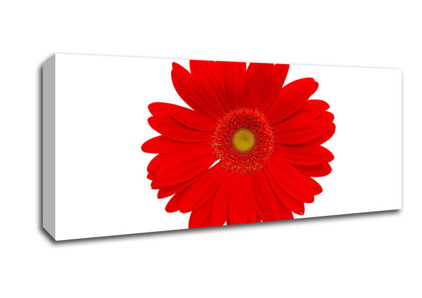 Picture of Vibrant Red Gerbera Panoramic Canvas Wall Art