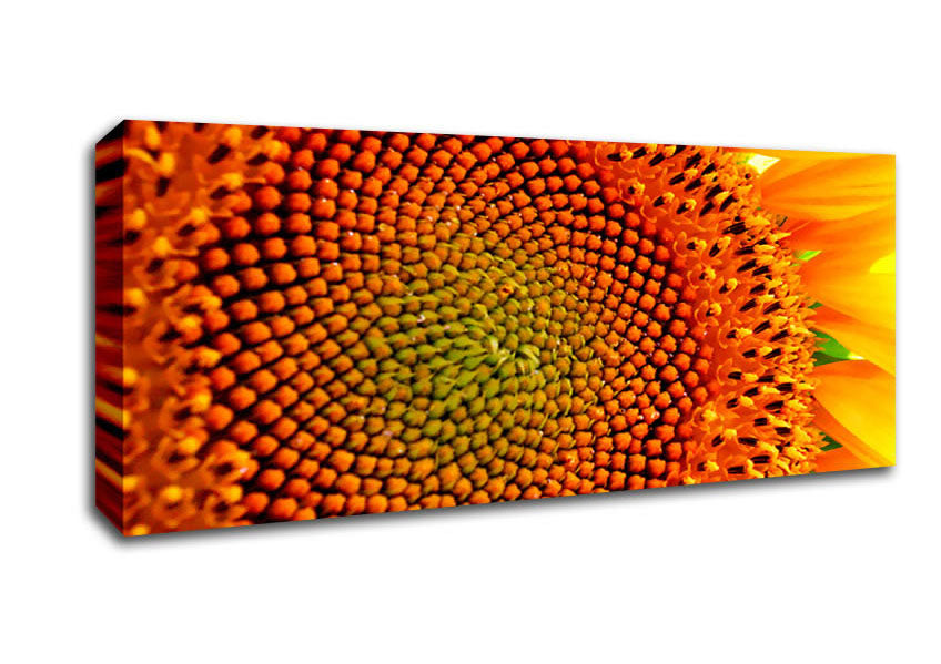 Picture of Stunning Sunflower Close-Up Panoramic Canvas Wall Art