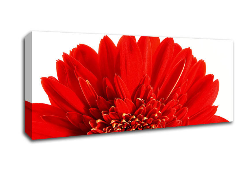 Picture of Red Gerbera Head Panoramic Canvas Wall Art