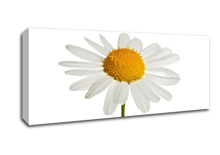 Picture of White Daisy Stem Panoramic Canvas Wall Art