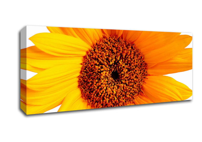 Picture of Sunflower Petals Panoramic Canvas Wall Art