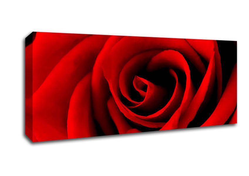 Picture of Red Rose Beauty Panoramic Canvas Wall Art