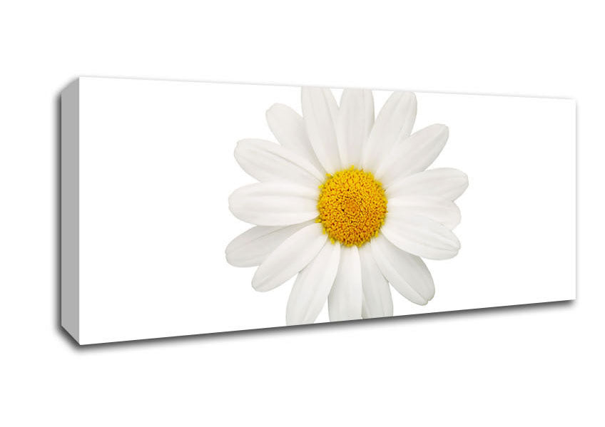 Picture of White On White Daisy Panoramic Canvas Wall Art