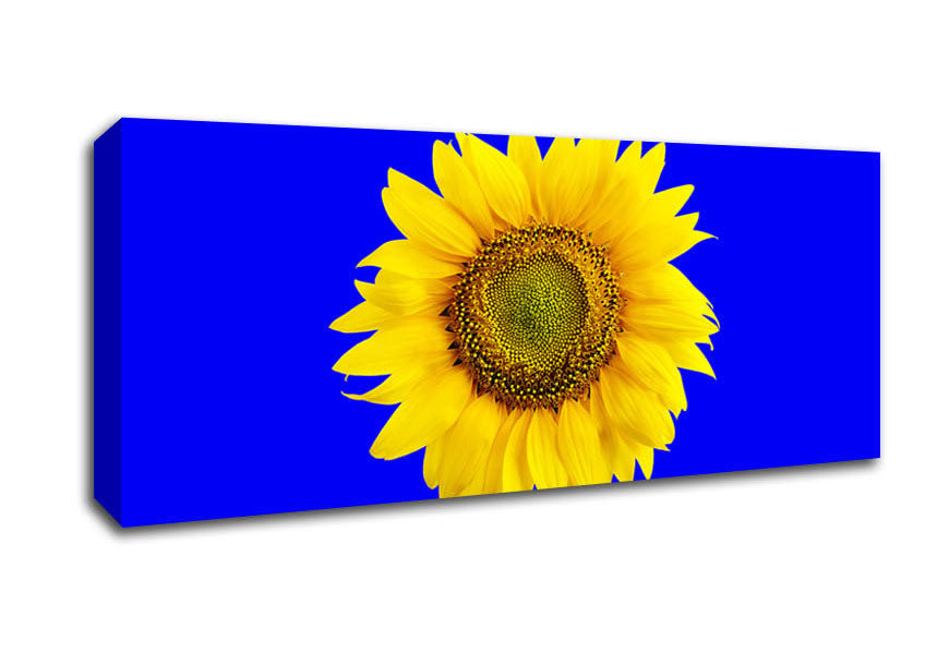 Picture of Sunflower Head On Blue Panoramic Canvas Wall Art