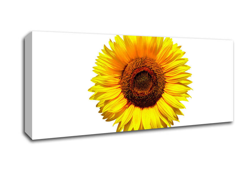 Picture of Yellow Sunflower Head Panoramic Canvas Wall Art