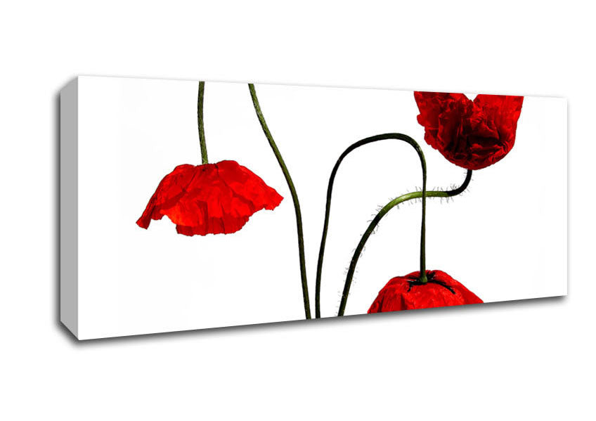 Picture of Stunning Trio Of Poppys Panoramic Canvas Wall Art