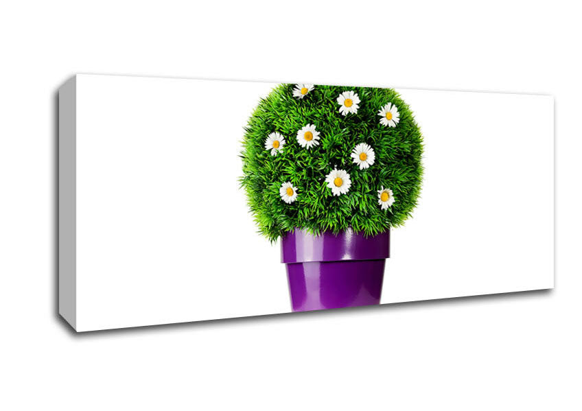 Picture of White Daisy Pot Panoramic Canvas Wall Art