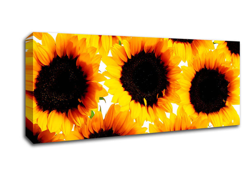 Picture of Sunflower Galore Panoramic Canvas Wall Art