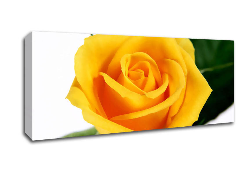Picture of Yellow Rose Panoramic Canvas Wall Art