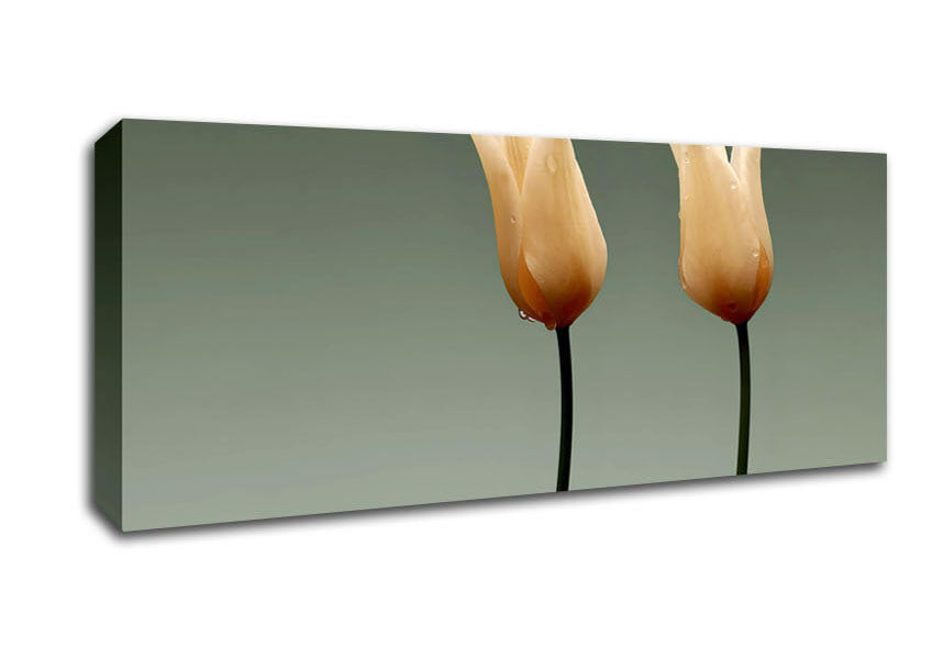 Picture of Stunning Cream Tulips Panoramic Canvas Wall Art