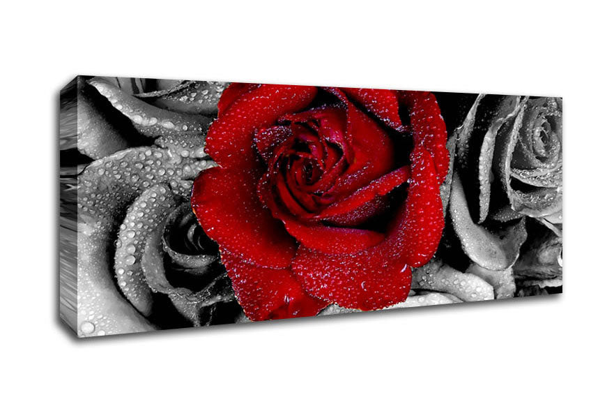 Picture of Red Rose On A Sea Of B n W Panoramic Canvas Wall Art