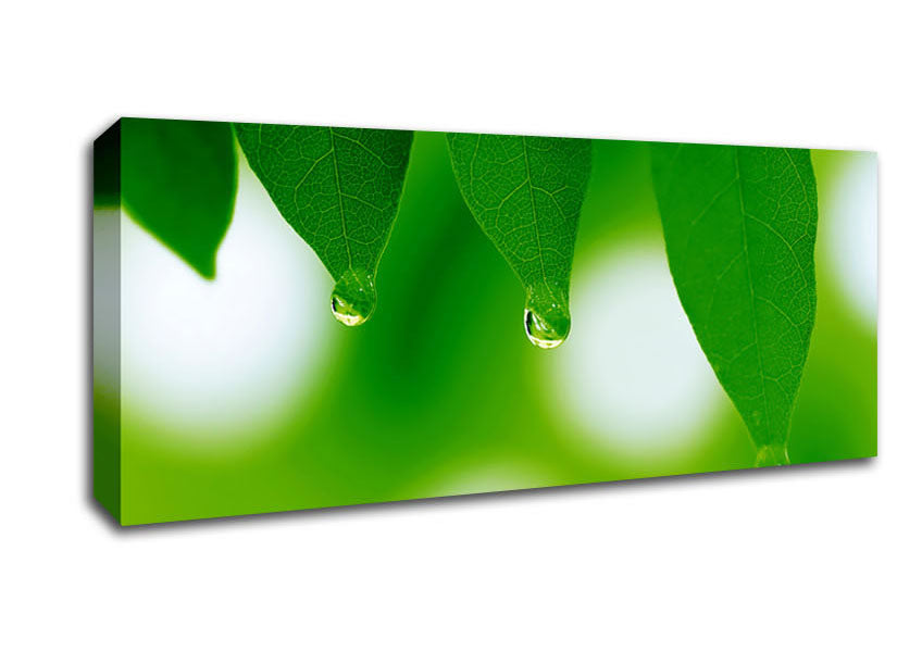 Picture of Trio Dewdrop Leaf Panoramic Canvas Wall Art