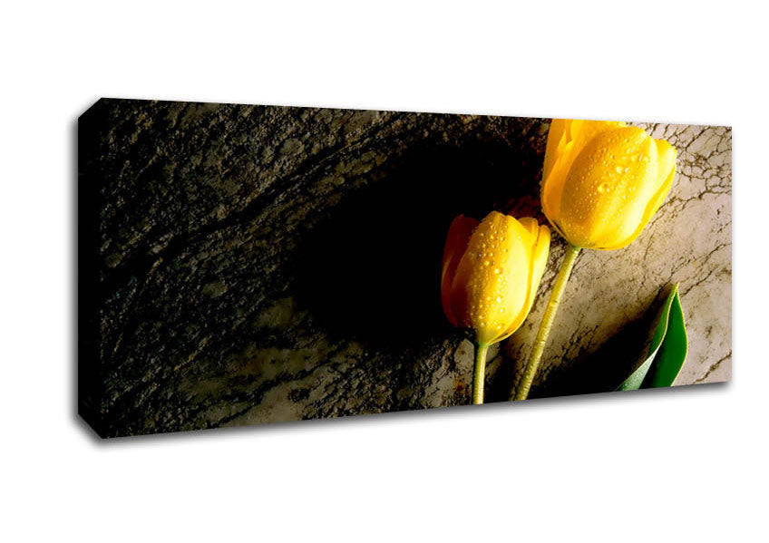 Picture of Yellow Tulip Duo Panoramic Canvas Wall Art