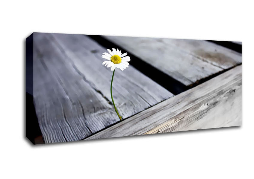 Picture of Single Daisy Deck Panoramic Canvas Wall Art