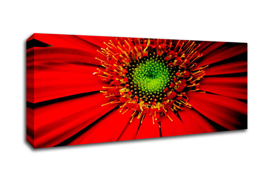 Picture of Red Gerbera Centre Panoramic Canvas Wall Art