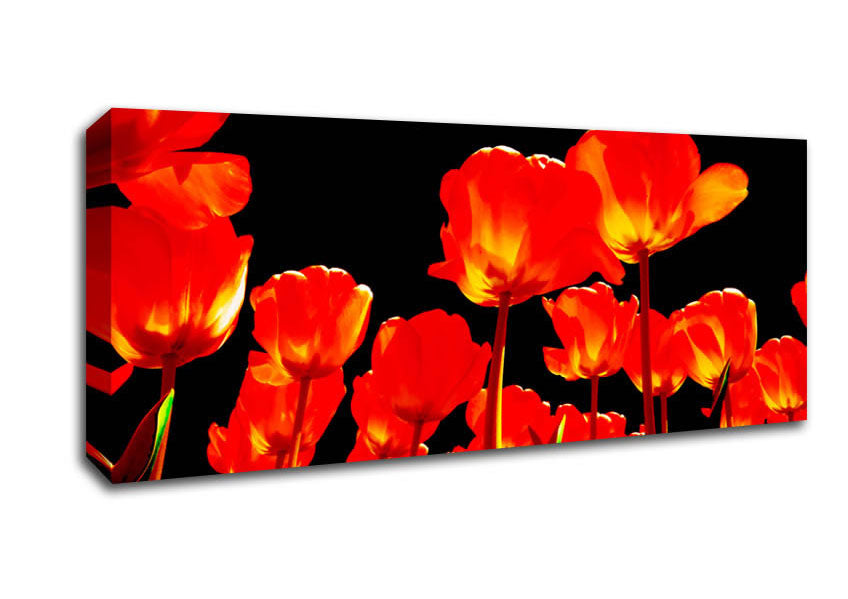 Picture of Orange Tulips Black Skies Panoramic Canvas Wall Art