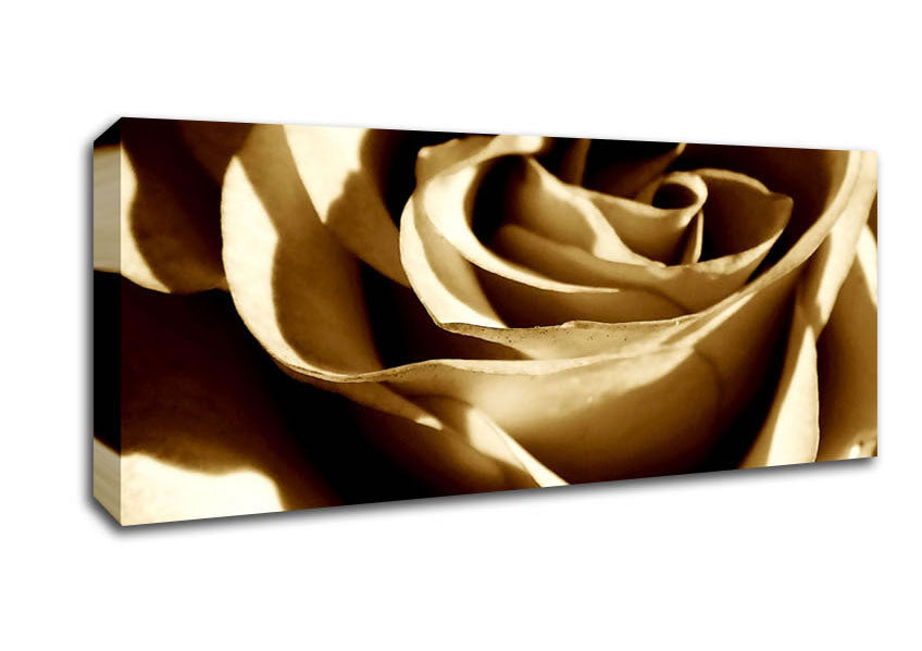 Picture of Sepia Rose Panoramic Canvas Wall Art