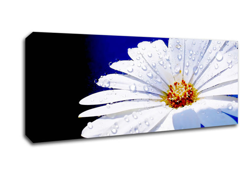 Picture of White Daisy Petal Droplet Panoramic Canvas Wall Art