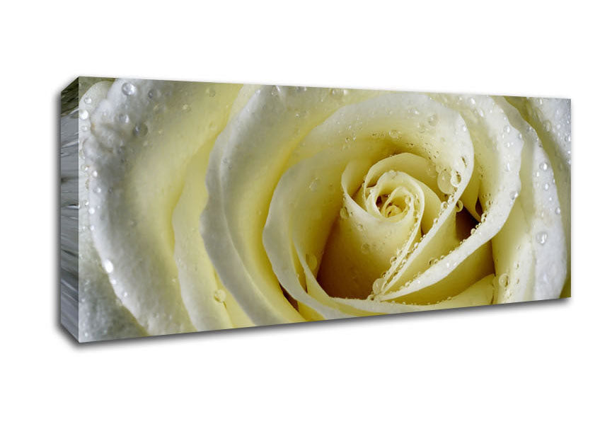 Picture of White Rose Petal Dew Panoramic Canvas Wall Art