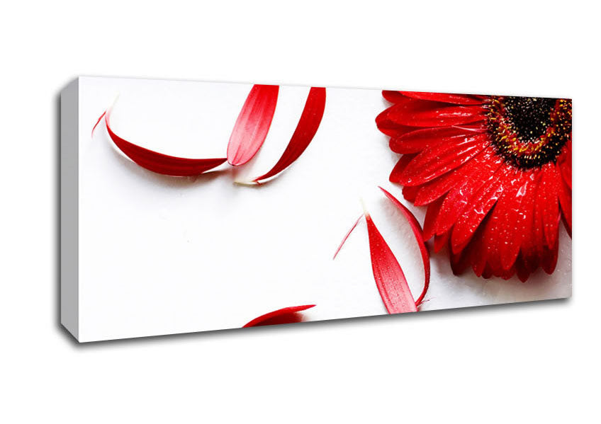 Picture of Red Gerbera Fallen Petals Panoramic Canvas Wall Art