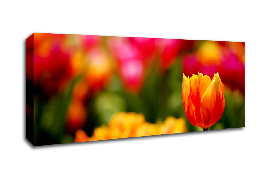 Picture of Orange Tulips In Bloom Panoramic Canvas Wall Art