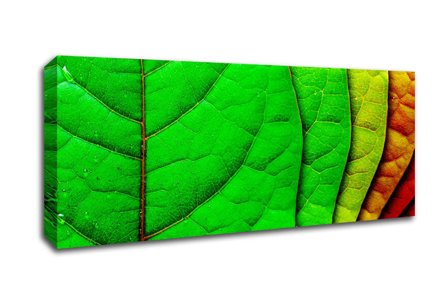 Picture of Colour Of Leaves Panoramic Canvas Wall Art