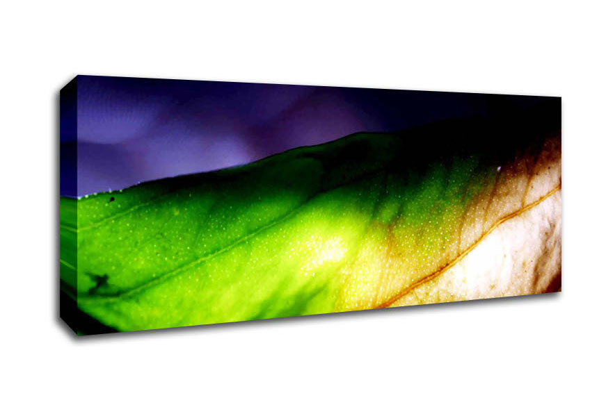 Picture of Vibrant Green Leaf Light Panoramic Canvas Wall Art