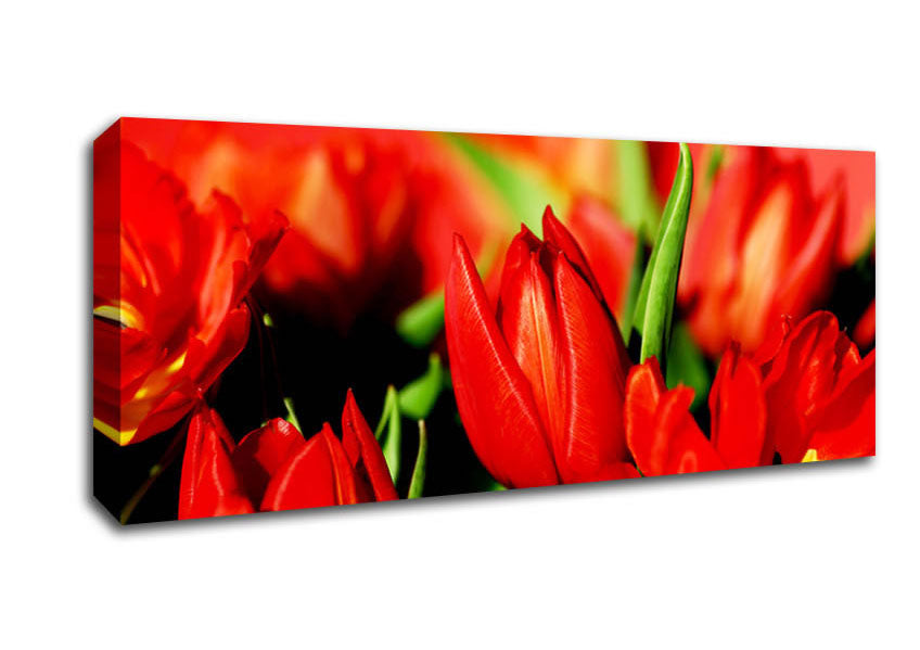 Picture of Tulips In Sunlight Panoramic Canvas Wall Art