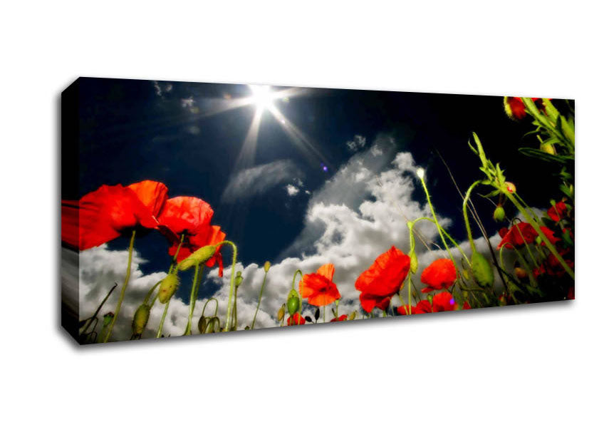 Picture of Poppy Field Sun Star Panoramic Canvas Wall Art