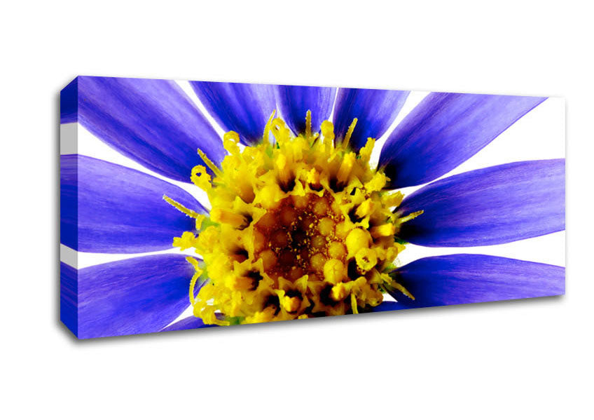 Picture of Purple Petal Beauty Panoramic Canvas Wall Art