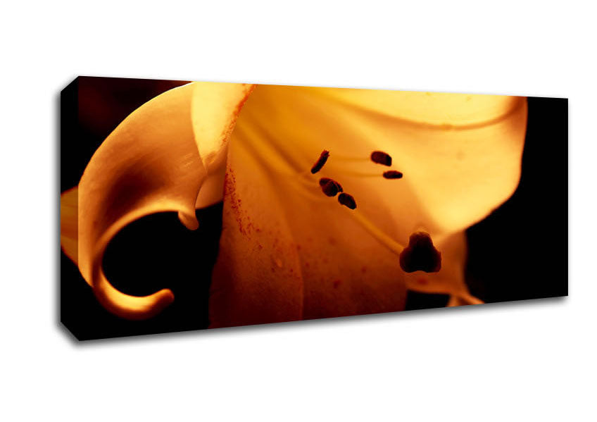 Picture of Cocoa Sun Blaze Panoramic Canvas Wall Art