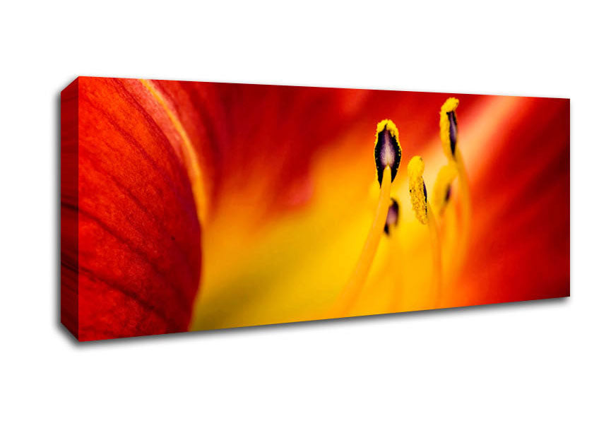 Picture of Close-Up Of Beauty Panoramic Canvas Wall Art