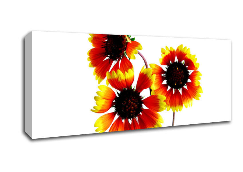Picture of Sun Flower Trio Panoramic Canvas Wall Art
