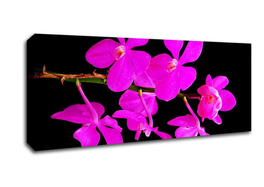 Picture of Vibrant Pink Beauties Panoramic Canvas Wall Art