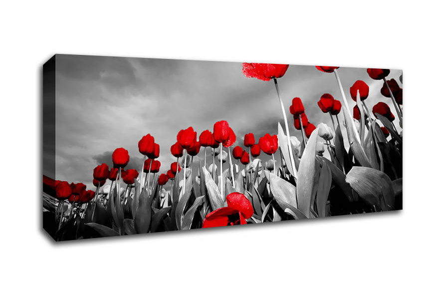 Picture of Red Tulip Skies B n W Panoramic Canvas Wall Art