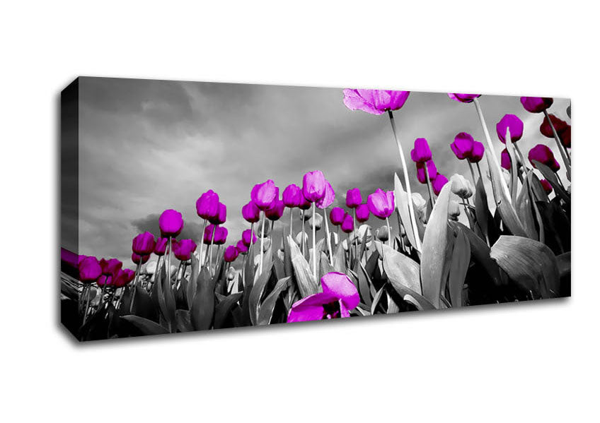 Picture of Purple Tuilp Skies B n W Panoramic Canvas Wall Art