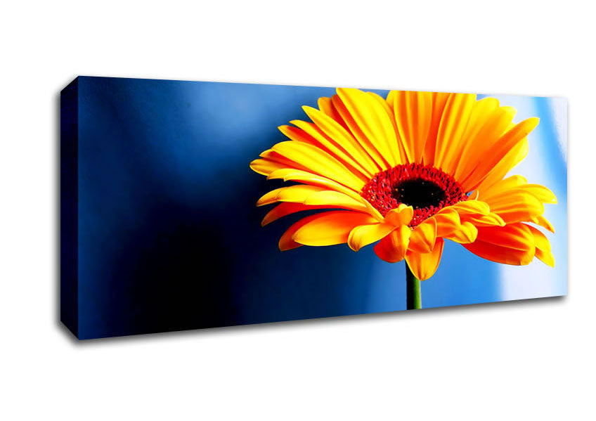 Picture of Single Orange Gerbera Panoramic Canvas Wall Art