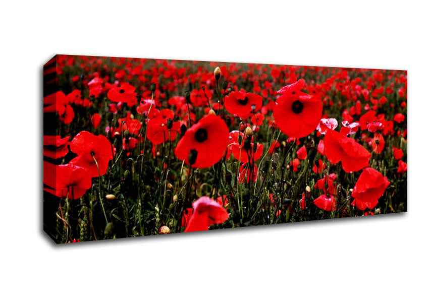 Picture of Red Poppy Field Hills Panoramic Canvas Wall Art